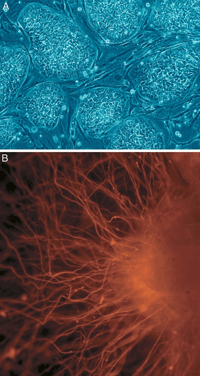 Colonie di cellule staminali embrionali umane al microscopio ottico
